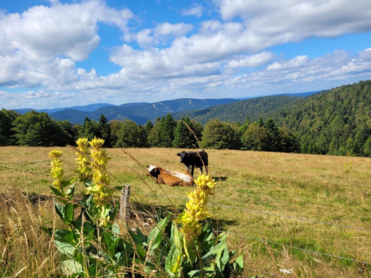 Appartement Chaleureux Au Coeur Des Hautes Vosges Ventron Buitenkant foto
