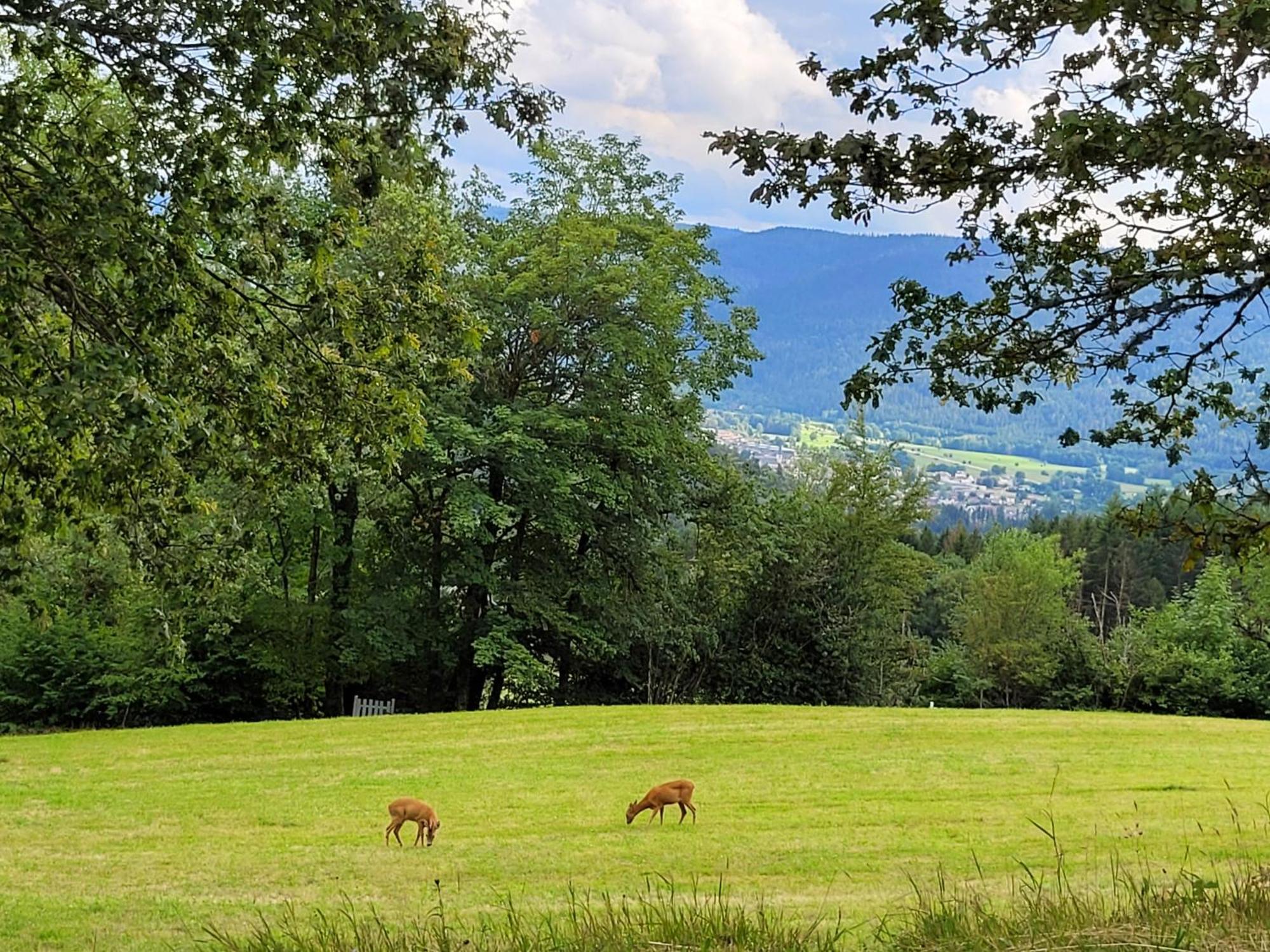 Appartement Chaleureux Au Coeur Des Hautes Vosges Ventron Buitenkant foto